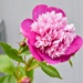 My Favorite Peony