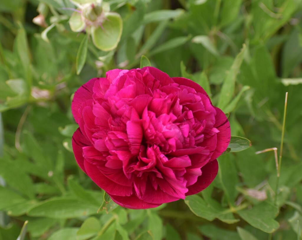 Red Peony by bjywamer