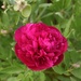 Red Peony