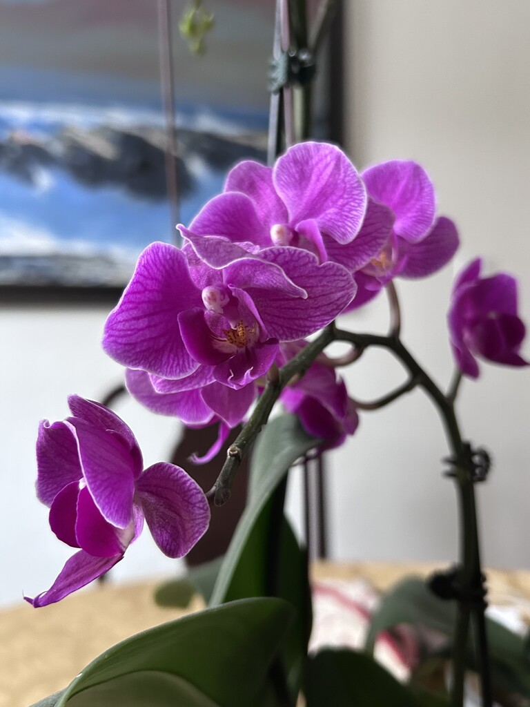More Orchids! by loweygrace