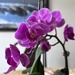 More Orchids!