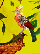 25th May 2026 - The Hoatzin (acrylic painting)