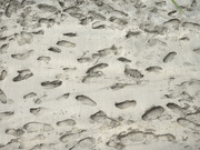 21st May 2026 - Footsteps in the sand
