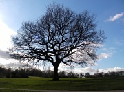 10th Feb 2011 - Tree
