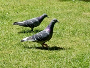 25th May 2026 - Google calls them Rock Doves