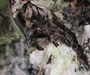 23rd May 2026 - Lizard and Prey