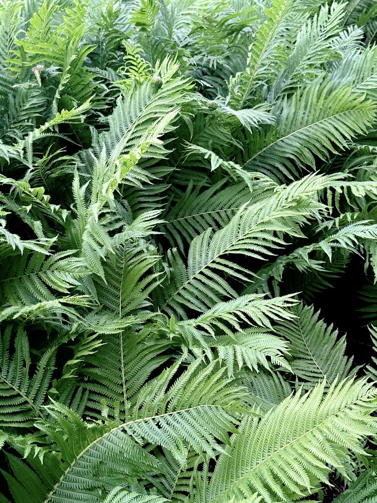 Ferns by calm