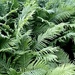 Ferns