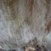 Gossamer