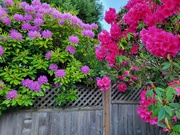 25th May 2026 - Back Yard Zen