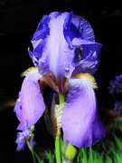 26th May 2026 - Mom's Iris
