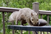 25th May 2026 - More peanuts, please