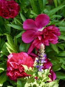 26th May 2026 - Strong colours