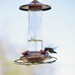First Hummingbird of 2026