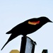 Red-Winged Blackbird 