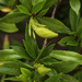 Gardenia Buds