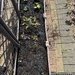 From greenhouse to Planter