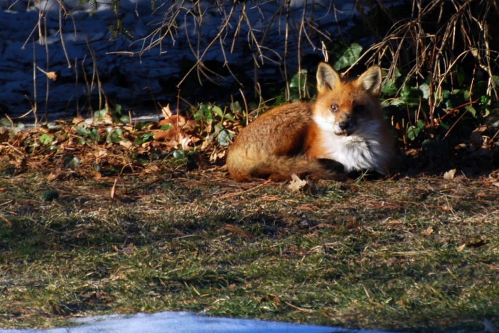 Red Fox in the Backyard by sharonlc