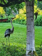 26th May 2026 - Ornamental Back Yard Birds