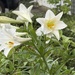 Easter Lilies?