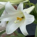 Love Shack, Baby, Love Shack…..Lily 