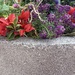 Flower Half and Half