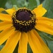 Park flowers 