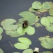 Duckling floatation devices 