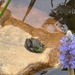 Frog at a pond