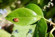 27th May 2026 - Ladybird on my Camellia