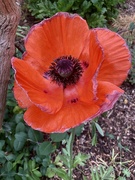 27th May 2026 - Huge poppy!
