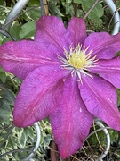 24th May 2026 - Clematis
