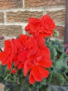 25th May 2026 - Geranium