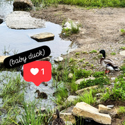 24th May 2026 - Baby Duck