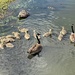 11 is a big family