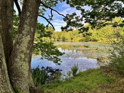 27th May 2026 - Along The Shore