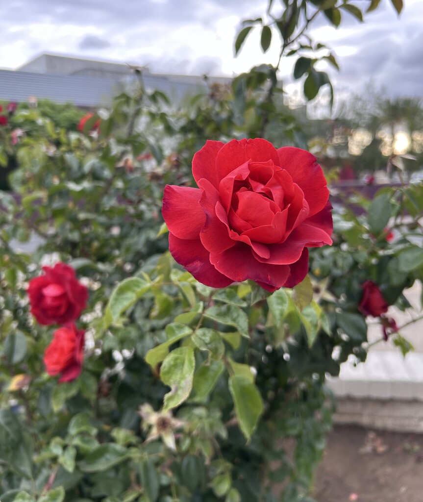 Rose by loweygrace