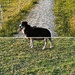 Shepherd