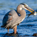 Even Great Blue Herons...