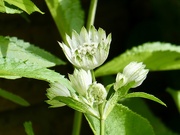 28th May 2026 - Astrantia