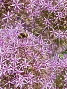 28th May 2026 - Bee on Alium
