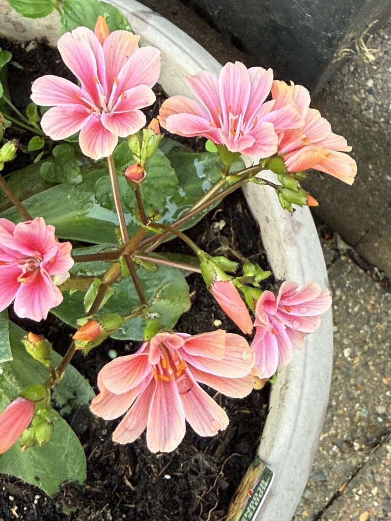 Lewisia by scotlinx