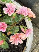 27th May 2026 - Lewisia
