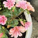 Lewisia