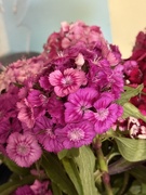 28th May 2026 - Sweet William