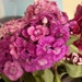 Sweet William
