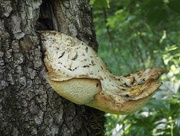 28th May 2026 - Fungi