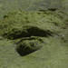 snapping turte