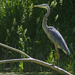 great blue heron