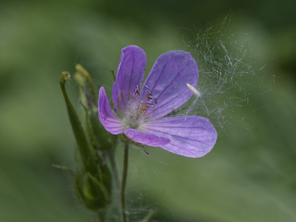 wild geranium and seeds by rminer